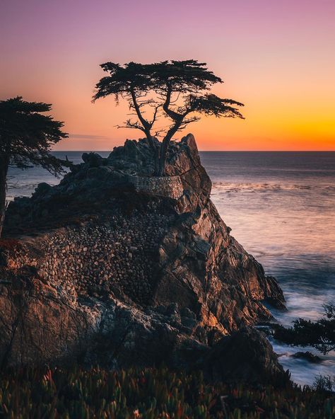 Lone Cypress, Monterey Cypress, Sao Francisco, Photography Genres, Golf Digest, Breathtaking Places, Cypress Trees, Types Of Photography, Pebble Beach