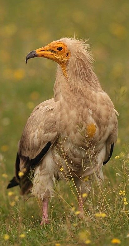 Egyptian Vulture, World Birds, Wild Animals Pictures, Wild Kingdom, Extinct Animals, Big Bird, Bird Pictures, Bird Photo, Birds Of Prey