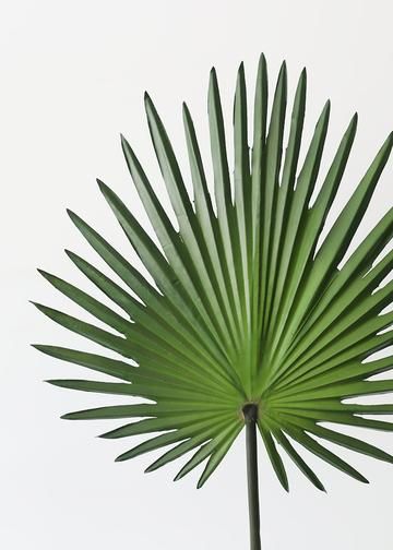 Fan Palm Spray in Green | Tropical Silk Flowers | Afloral.com Fan Palm Tree, Fan Palm Leaf, Mexican Fan Palm, Artificial Palm Leaves, Palm Tree Leaf, Orchid Leaves, Silk Orchids, Faux Olive Tree, Zen Bedroom