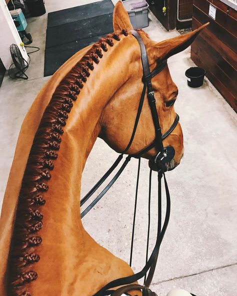 Horse Mane Braids, Horse Hair Braiding, Horse Braiding, Mane Hair, Horse Mane, Horse Grooming, Horse Equestrian, Equine Photography, Cute Horses