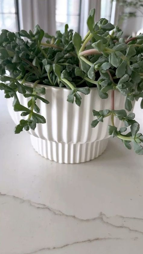 Fluted planters Better Homes & Gardens Small shown //perfect for planting succulents. Also linking several other planters Fluted Planter, Planter Decor, Boutique Inspiration, Better Homes And Gardens, Better Homes, Planting Succulents, Planting, Boho Chic, Home And Garden