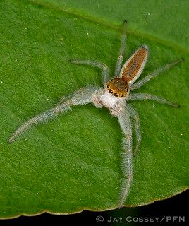 White-jawed Jumping Spider (Hentzia mitrata)(Hentzia mitra… | Flickr Jumping Spiders, Butterfly Books, Southern Ontario, Jumping Spider, Ontario Canada, Spiders, Natural History, Realism, Ontario