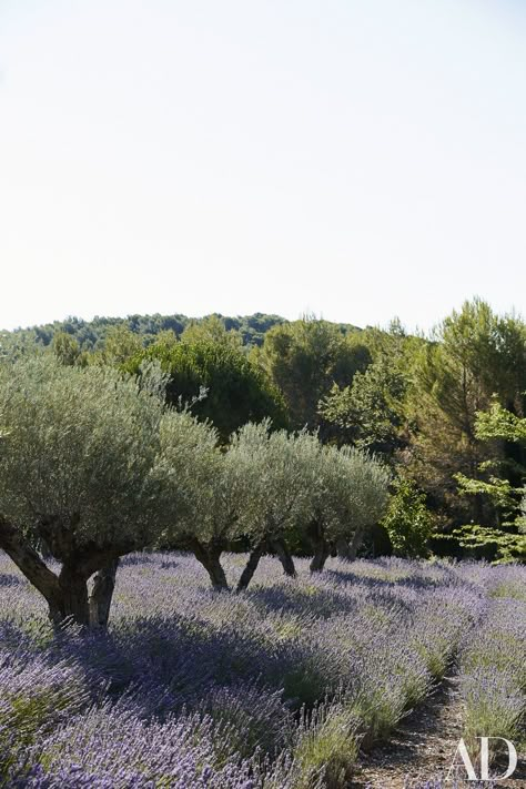 The olive orchard is underplanted with rows of fragrant lavender. Olive Orchard, Olive Farm, Mediterranean Gardens, Provence Garden, Olive Grove, Lavender Field, Mediterranean Garden, France Photos, Olive Trees