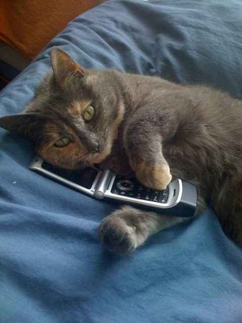 This cat who doesn't think it's rude to have phone conversations in the early hours of the morning: | 18 Cats Who Think They're Sooo Great Business Etiquette, Natural Cat, Fluffy Animals, Funny Cat Pictures, Cat Care, Cat Food, Talking To You, Cat Pics, A Cat