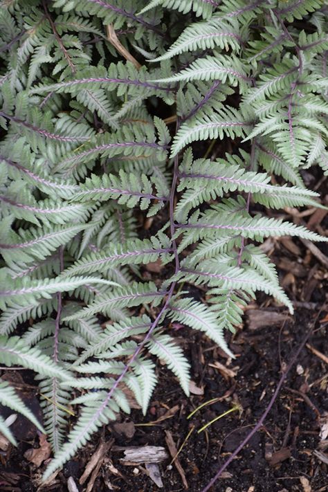 Godzilla Giant Japanese Painted Fern (Athyrium 'Godzilla') at The Growing Place Hillside Planting, Outdoor Shrubs, Ontario Garden, Hillside Gardens, Biddeford Maine, Circle Garden, Painted Fern, Japanese Painted Fern, Front Landscape