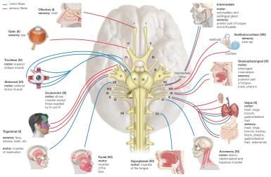 Cranial Nerves Function, Cranial Nerves Anatomy, Maxillary Nerve, Glossopharyngeal Nerve, Hypoglossal Nerve, Nerve Anatomy, Sensory Nerves, Peripheral Nervous System, Optic Nerve