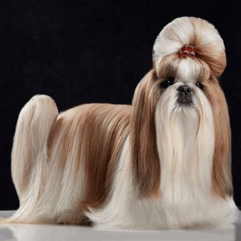 Shitzu Haircuts, Shitzu Dogs Haircuts, Dog Hairstyle, Shih Tzu Long Hair, Poodle Haircut Styles, Rich Dog, Perro Shih Tzu, Shih Tzu Haircuts, Chien Shih Tzu