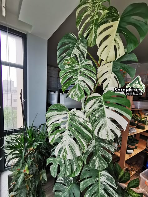 Albino Monstera Plant, Indoor Plants Styling, Large Indoor Plants, Monstera Albo, Plant Goals, Variegated Plants, Monstera Plant, Office Plants, Plant Aesthetic