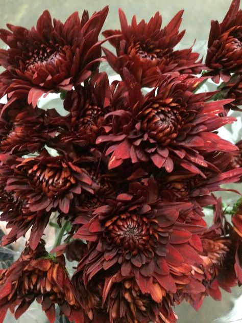 Red Rock Cushion pom Burgundy Mums Wedding, Red Mums, Red Crysantenum Flower, Red Chrysanthemum Aesthetic, Burgundy Chrysanthemum, Copper Cushions, Autumn Chrysanthemum, Marsala Flowers, Florist Supplies