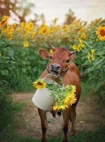 Country life. Baby cow and sunflowers Country Widgets, Country Life Aesthetic, Farm Vibes, Ranch Animals, Sunflowers Decor, Sunflower Bathroom, Feel Good Pictures, Sunshine On My Shoulders, Grandma House