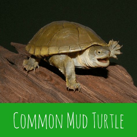 Common Mud Turtle Mud Turtle, Pet Turtle, Living Art, Aquatic Animals, Reptiles, Turtles, Animal Lover, North America, Pet