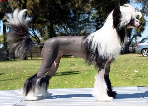 Scarlett - chinese crested show dog Poodle Fursona, Conditioned Dogs, Chinese Dog, Chinese Crested Dog, Dog Poses, Puppies And Kitties, Chinese Crested, Pretty Dogs, Silly Dogs