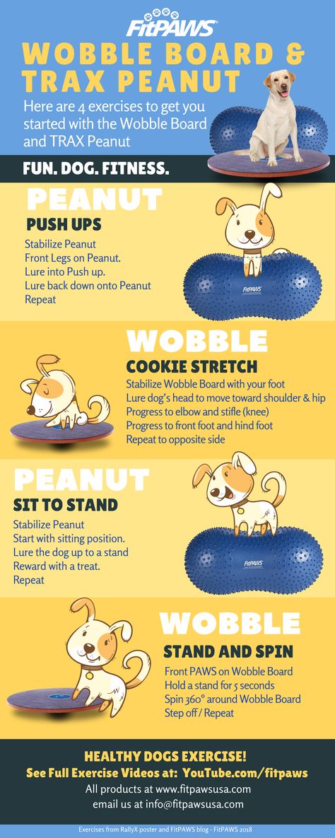 Dog Exercise Ideas, Canine Fitness, Core Conditioning, Dog Fitness, Wobble Board, Dog Kennel Designs, Conditioning Training, Dog Training School, Agility Training For Dogs