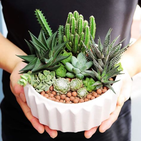 Mini Cactus Garden, Windowsill Garden, Succulent Garden Indoor, Succulent Garden Design, Succulent Landscaping, Garden Decor Projects, Succulent Bouquet, Succulent Garden Diy, Bottle Garden