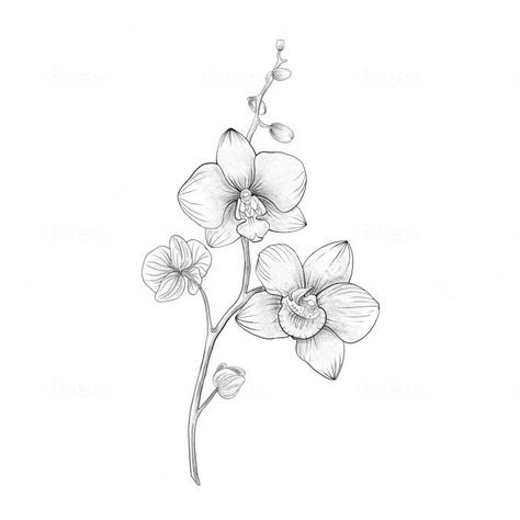 Fineline Orchid Tattoo, Orchid Fine Line Tattoo, Orchid Line Drawing, Fine Line Orchid Tattoo, Orchid Flower Tattoo, Tattoo Orchid, Unique Flower Tattoos, Orchid Tattoo Design, Orchid Flower Tattoos