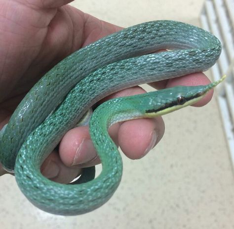 Rhino Rat Snake Rhino Rat Snake, Snake Moodboard, Danger Noodle, Rat Snake, Pretty Snakes, Rat Cage, Ancient Tools, Reptile Habitat, Kingdom Animalia