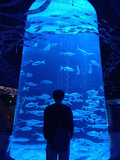 aquarium date silhoutte fish Aquriam Date, Jakarta Aquarium Aesthetic, Date Aquarium, Aquarium Pfp, Aquarium Date Aesthetic, Aquarium Photoshoot, Jakarta Aquarium, With Ayang, Aquarium Date