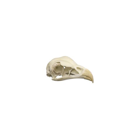 Secretary Bird Skull ❤ liked on Polyvore featuring home, home decor, fillers, animals, decor, skulls, misc, circle, circular and round Secretary Birds, Polyvore Fillers, Secretary Bird, Polyvore Png, Png Aesthetic, Bird Skull, Animal Bones, Png Icons, Widget Icon