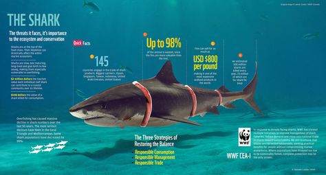 Sharks infographic Sharks Infographic, Shark Infographic, Shark Finning, Scientific Poster, Marine Ecosystem, Island Design, Sharks, How To Raise Money, Graphic Poster