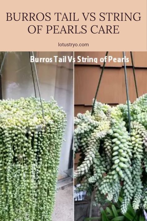 Choosing between Burro's Tail and String of Pearls can be confusing, especially for succulent enthusiasts. Burro's Tail is known for being low-maintenance once established, whereas String of Pearls can require a little more attention in care and watering. In this comparison, we explore key factors like how often to water, light requirements, and ease of care for both succulents. Understanding their similarities and differences helps you decide which one suits your home or garden better as both are stunning in their own right. String Of Pearls Plant Care, Burros Tail, String Of Pearls Plant, Similarities And Differences, String Of Pearls, Colorful Plants, Blue Leaves, Plant Life, Indoor Decor