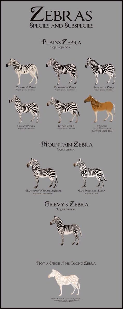 Zebra Species & Subspecies Hooved Animals, Zebra Pictures, Plains Zebra, Elephant Sketch, Animals Information, Animal Species, Animal Facts, Donkeys, Wildlife Animals