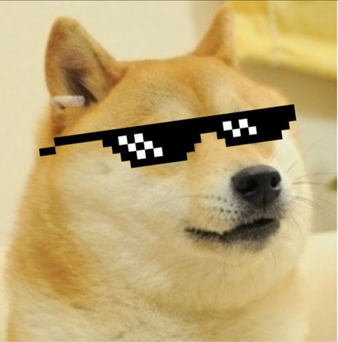 Robinhood Investing, Doge Dog, Funny Profile, Funny Profile Pictures, Shiba Inu, Motion, Humor, My Saves, Money