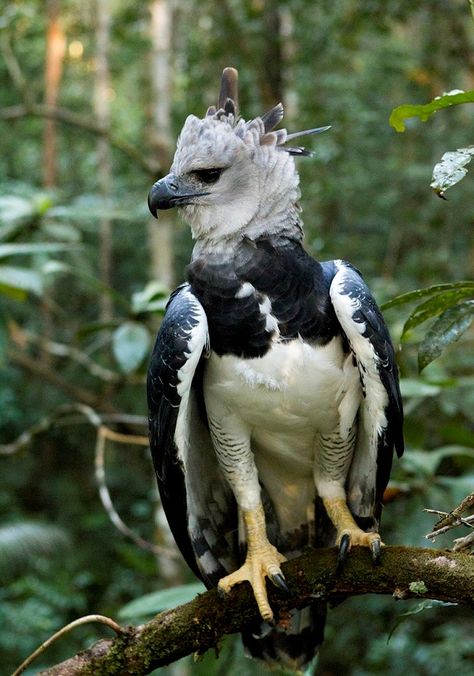 Araquem Alcantara Harpy Eagle, Raptors Bird, Bird Of Prey, Exotic Birds, Pretty Birds, Alam Yang Indah, Colorful Birds, Birds Of Prey, Birds Flying