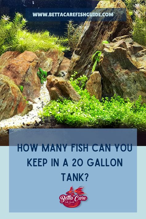 If you want to know how many fish you can keep in a 20 gallon tank, and the best kinds then keep reading! Small Fish Tank Ideas, Hexagon Fish Tank, 20 Gallon Long Aquarium, 20 Gallon Fish Tank, Swordtail Fish, Betta Care, Miniature Aquarium, Fish Tank Filter, Small Fish Tanks