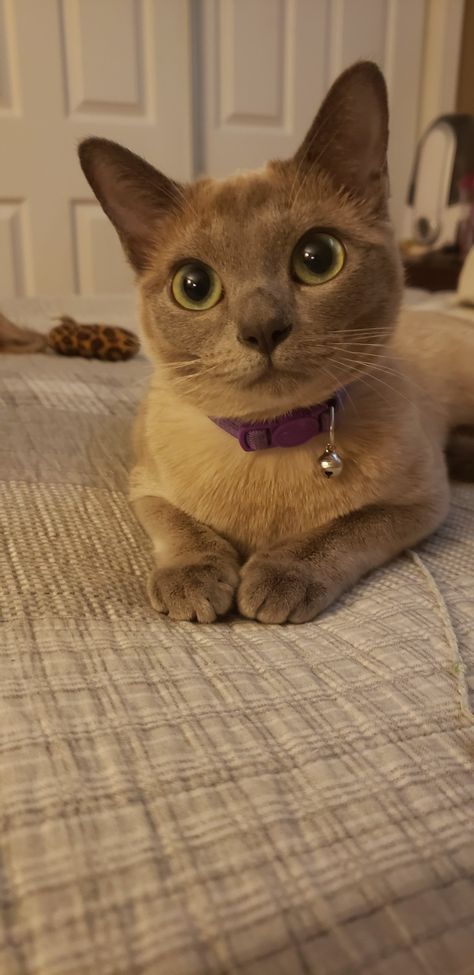 Tonkinese Cat Aesthetic, Tonkinese Kittens, Cat References, Domestic Cat Breeds, Tonkinese Cat, Burmese Cat, Tonkinese, Art 2023, Cat Reference