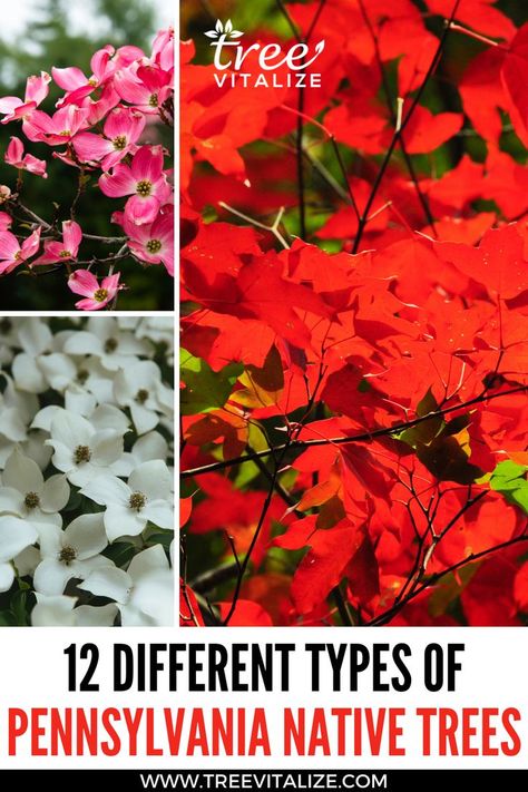 12 Different Types Of Pennsylvania Native Trees Native Pennsylvania Plants, Pennsylvania Native Landscaping, Pennsylvania Native Plants, Pennsylvania Trees, Building A Garden, Native Plant Landscape, Chaste Tree, Enchanted Forest Theme, Plant Landscape