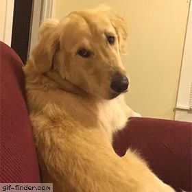 Funny Dog Gif, Dogs Gif, Golden Retrievers, Dog Gifs, Funny Animal Pictures, Dog Memes, Happy Dogs, Animal Memes, Cute Funny Animals