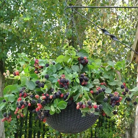 6 Delicious Fruits You Can Grow in Hanging Baskets | Balcony Garden Web