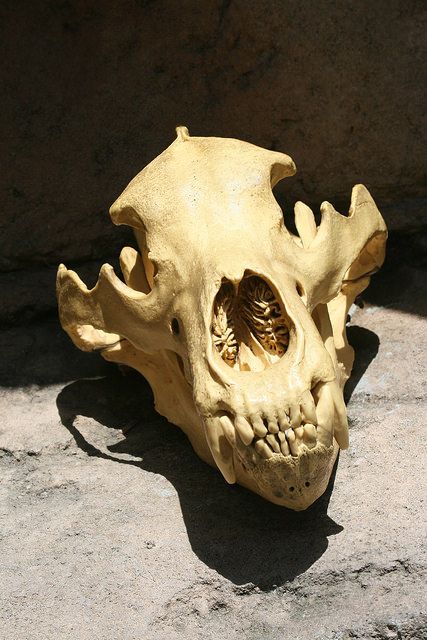 Tiger Skull Tiger Skull Reference, Tiger Skeleton, Skull Study, Lion Skull, Sabertooth Tiger, Tiger Skull, Animal Studies, Tiger Ring, Skull Reference