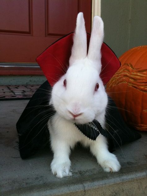 Rabbit Halloween, Mini Lop, Rabbit Costume, Bunny Costume, Pet Bunny, Funny Bunnies, Pet Rabbit, Pet Costumes