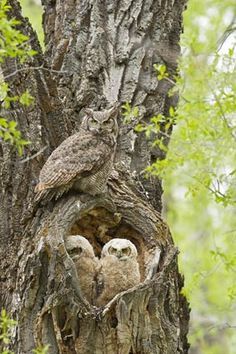 Hoot Owl, Owl Pictures, Great Horned Owl, Beautiful Owl, Birds Of Prey, Nature Images, Bird Watching, Love Birds, Beautiful Creatures