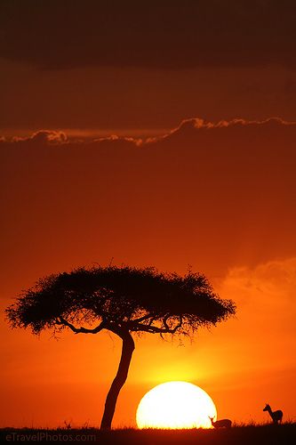 ♥ Surrealism Fashion, Africa Sunset, Landscape Silhouette, Masai Mara, Sunset Nature, Animal Silhouette, Pet Rocks, Sunset Views, Beautiful Tree