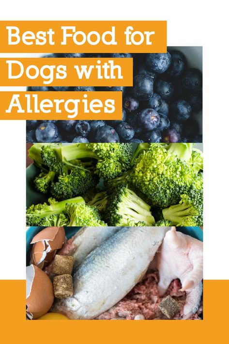 Homemade Food For Dogs With Allergies, Allergy Dog Food Recipe, Homemade Dog Food Recipes For Dogs With Allergies, Allergies In Dogs Remedies, Diy Dog Food For Allergies, Allergy Free Dog Food Recipes, Homemade Dog Food For Dogs With Allergies, Best Food For Dogs With Skin Allergies, Homemade Dog Food For Allergies Skin Itch Relief