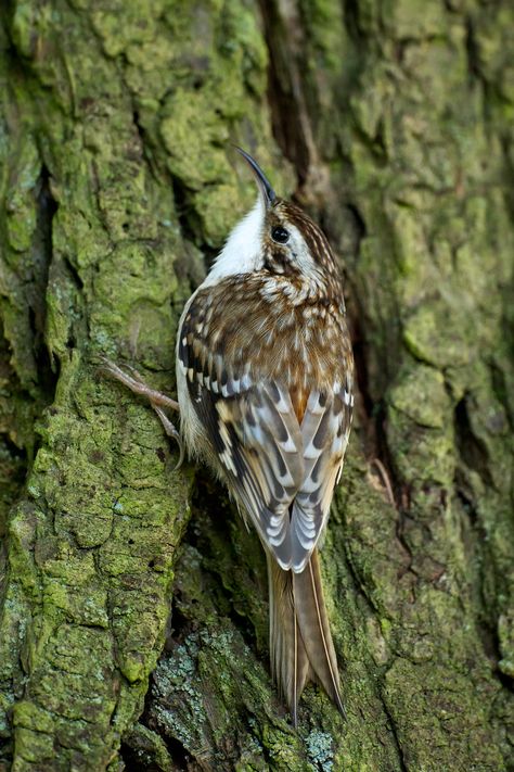 Brown Creeper, Colorado Birds, Tree Sparrow, Western United States, Bird Photos, Mythical Animal, Wildlife Photos, Australian Animals, Backyard Birds