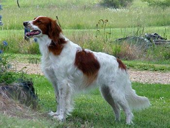 Irish Red and White Setter Irish Red Setter, Red Setter, Red And White Setter, Golden Retriever Mom, Disabled Dog, King Charles Dog, Purebred Dogs, Bird Dogs, Irish Setter