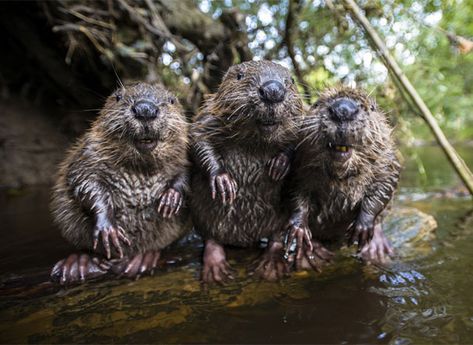 Baby Beaver, Baby Rhino, Animal Photo, Beautiful Creatures, Animal Kingdom, Animals Beautiful, Pet Birds, Animal Pictures, Animals Wild