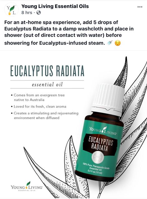 Eucalyptus Eucalyptus Diffuser Blends Young Living, How To Use Eucalyptus Essential Oil, Eucalyptus Blue Diffuser Blend, Eucalyptus Radiata Young Living, Benefits Of Eucalyptus Essential Oil, Eucalyptus Radiata, Naturopathy, Young Living Essential Oils Recipes, Eucalyptus Essential Oil