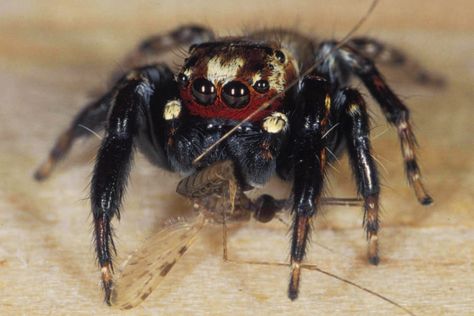 Vampire Spider - NOPE! Vampire Spider, Spider Eating, Spider Drawing, Human Back, Spider Legs, Insect Photography, Types Of Insects, Natural Pest Control, Rocket Science