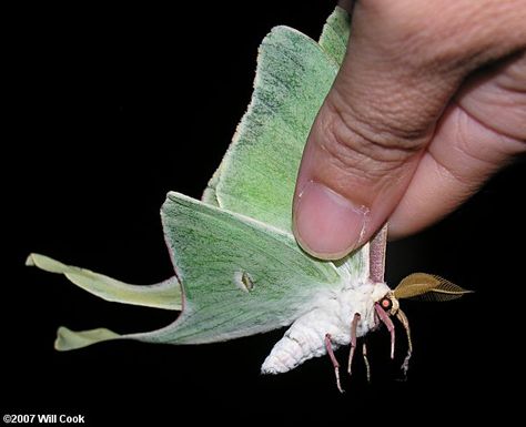 Side of Luna moth Lunar Moth Side View, Luna Moth Side View, Silk Moths, Side View Drawing, Moth Species, Lunar Moth, Moth Wings, A Bug's Life, Side Tattoos