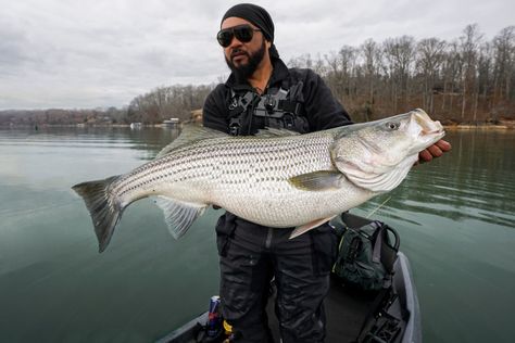 Striper Fishing, Striped Bass Fishing, Rare Albino Animals, Albino Animals, Bass Fishing Tips, Striped Bass, Fish Finder, Largemouth Bass, Fishing Life