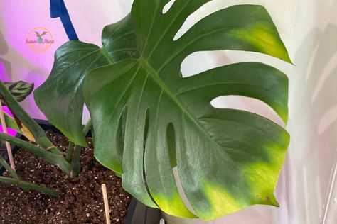 Why Is My Monstera Turning Yellow, Indoor Plants For Beginners, Plant Leaves Turning Yellow, Yellow Tips, Plants For Beginners, Miracle Grow, Swiss Cheese Plant, Philodendron Monstera, Rubber Plant