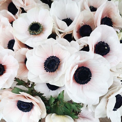 White Anemone, Flowers In A Vase, Anemone Flower, Have Inspiration, Black Flowers, Beautiful Blooms, Plant Life, Love Flowers, Anemone