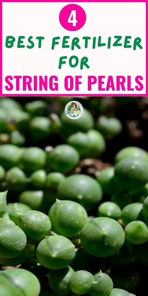 "Fertilizing String of Pearls, String of Pearls care, String of Pearls 
fertilizer, Best fertilizer for String of Pearls, String of Pearls feeding 
schedule, String of Pearls plant food, String of Pearls nutrients, String 
of Pearls growth, String of Pearls health, String of Pearls maintenance." String Of Pearls Plant Care, Manure Tea, String Of Pearls Plant, Household Plants, Growing Plants Indoors, Garden Crafts Diy, Succulent Gardening, Succulent Care, String Of Pearls