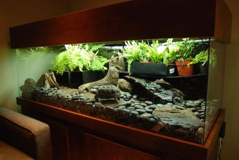 Red Foot Tortoise enclosure... It's beautiful, but I don't think I'd do ALL rocks. Maybe just a nice size area. Red Foot Tortoise Enclosure, Redfoot Tortoise Enclosure, Tortoise Enclosure Indoor, Tortoise Vivarium, 75 Gallon Aquarium, Red Footed Tortoise, Snake Enclosure, Tortoise Enclosure, Enclosure Ideas