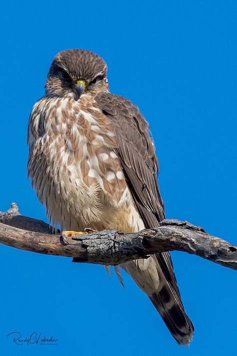 Pigeon Hawks, aka “Merlin”, are smaller falcons and, in comparison to other falcons, have a heavier build. They prefer open country but can adapt to forests that are not too dense. They rely on their agility and speed to hunt for prey and often do this quite close to the ground, however they can catch birds in flight. They feed on bats, voles, reptiles, dragonflies, moths and even Rock Pigeons which are their own size. Other carnivorous birds usually avoid these fearless, agile, aggressiveness b Merlin Falcon, Peregrine Falcon Flying, Medieval Falconry, Winter Falcon Ship, Prairie Falcon, Merlin Bird, Raptors Bird, Bird Art Print, Birds In Flight