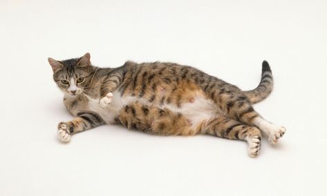 Your cat got pregnant or a pregnant stray adopted you. Should you spay your pregnant cat or let her have the litter? Cat Neutering, Cat Advice, Pregnant Cat, Cat In Heat, Mang Thai, Cat Pose, Pet Kitten, Feral Cats, Outdoor Cats